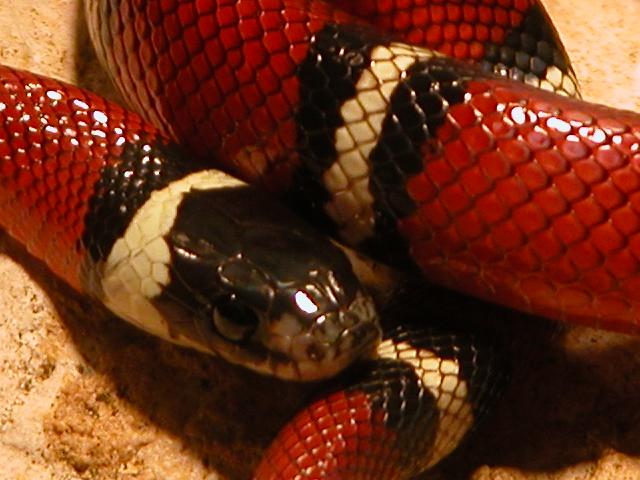 makro snake