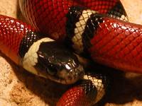 makro snake