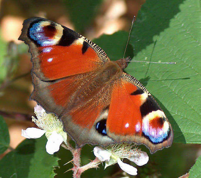 Motyl