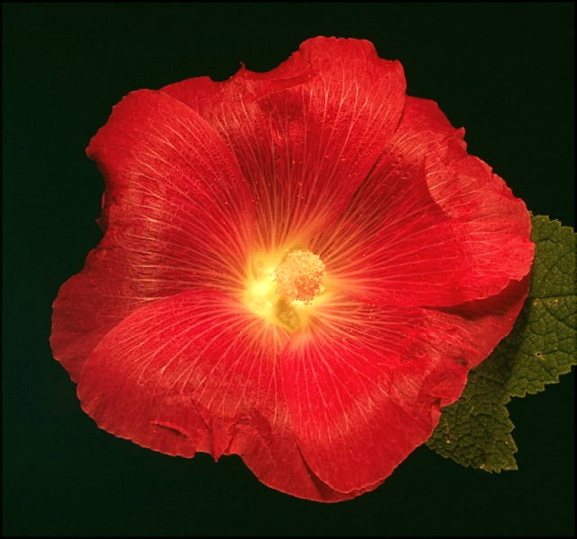 30- ALCEA ROSEA  malwa ogrodowa