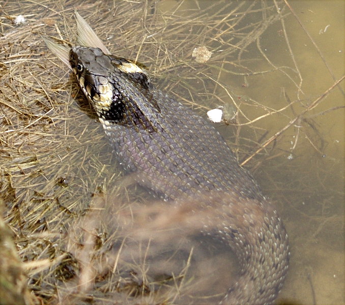 Łańcuch pokarmowy