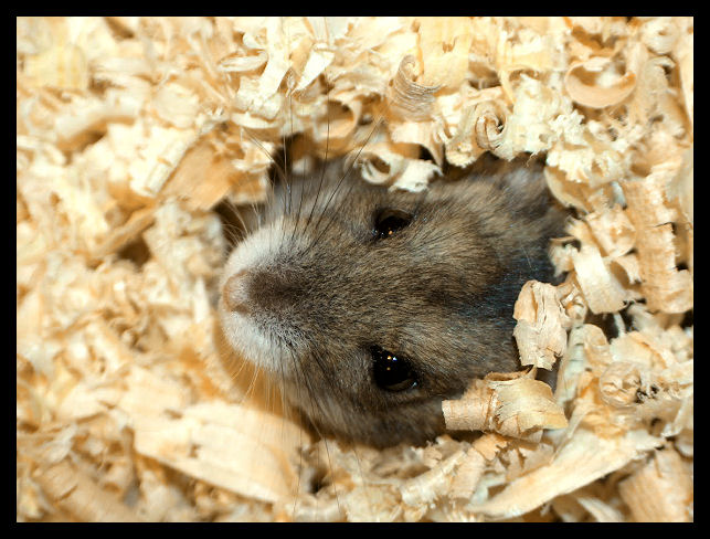 Hamster :)