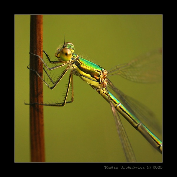 Pałątka pospolita (Lestes sponsa)