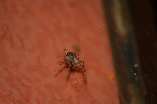 Arachnid