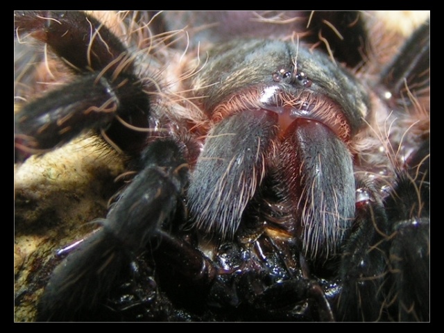 Brachypelma Albopilosum