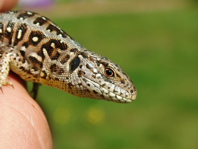 złapana