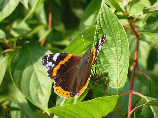 Red Admiral