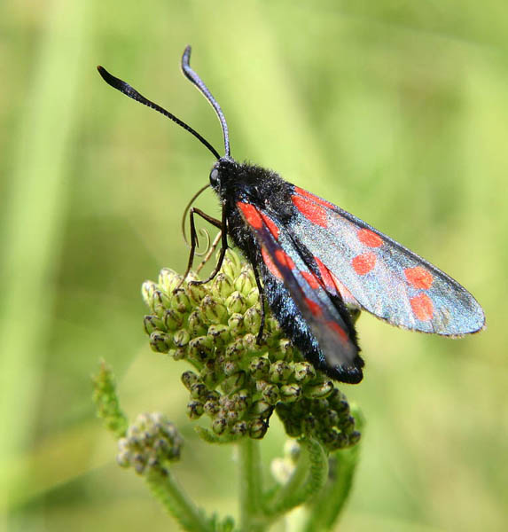 Sześcioplamy kraśnik