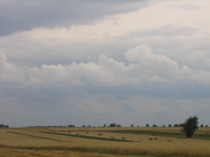 Żółte łany zboża kołyszą się...