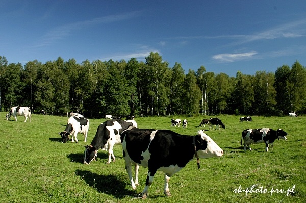 Czarno-białe