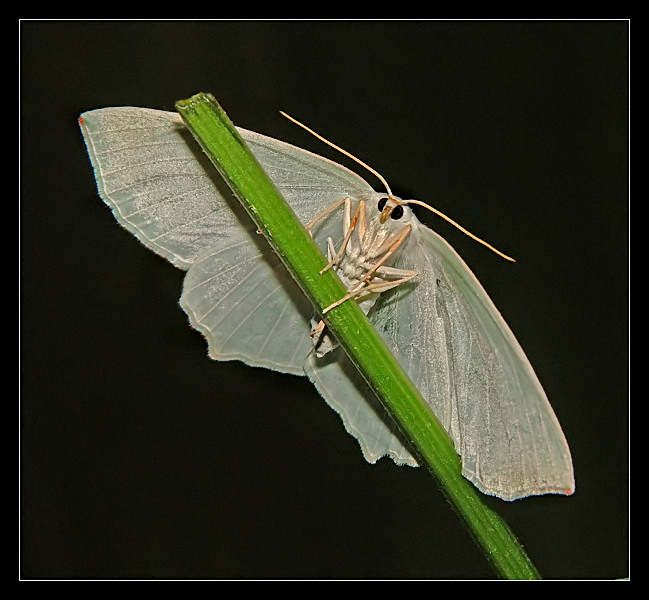 biała dama