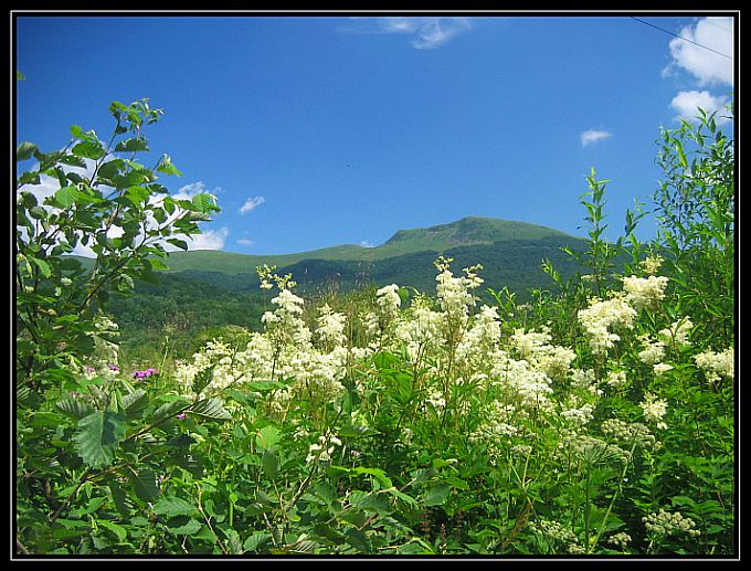 Tarnica