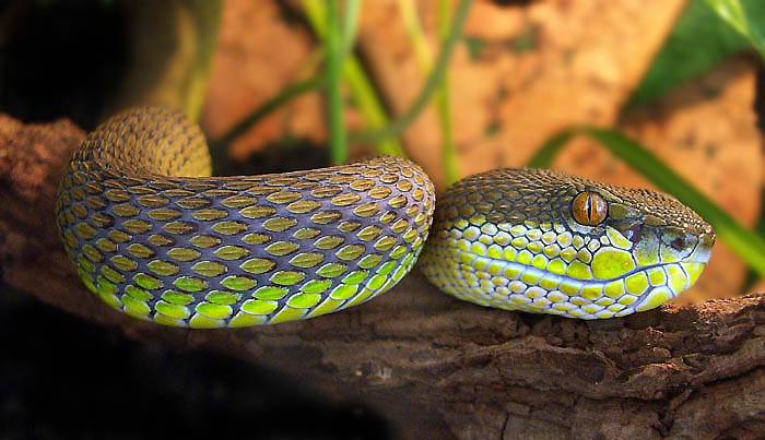 Mangrove Tree Viper