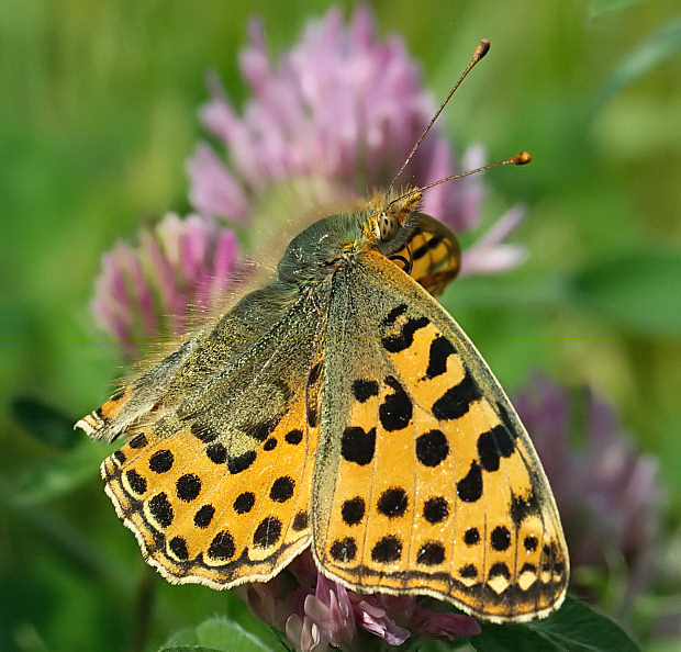 Dostojka Latonia (Issoria lathonia)