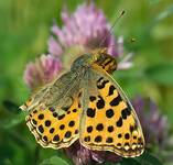 Dostojka Latonia (Issoria lathonia)