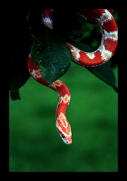 Wąż Zbozowy ( Albinos :) )