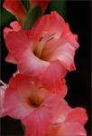 gladiola