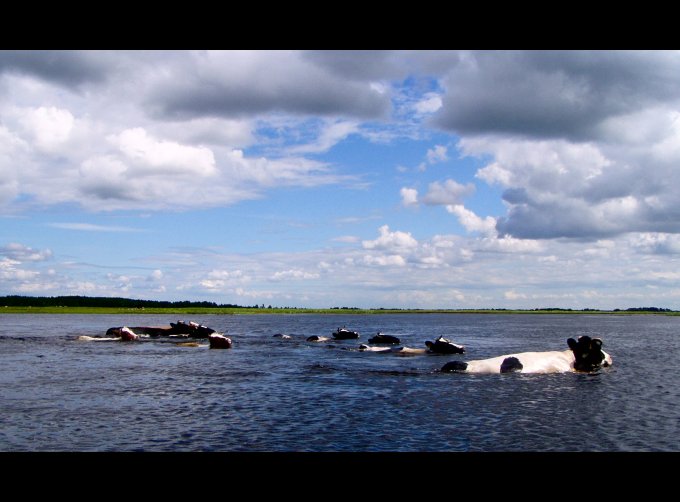 Biebrzańskie piekno