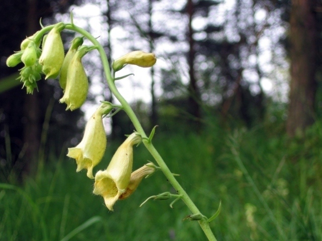 digitalis grandiflora