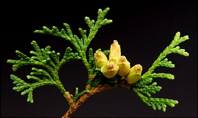 31-THUJA OCCIDENTALIS odm."GLOBOSA" żywotnik zachodnik