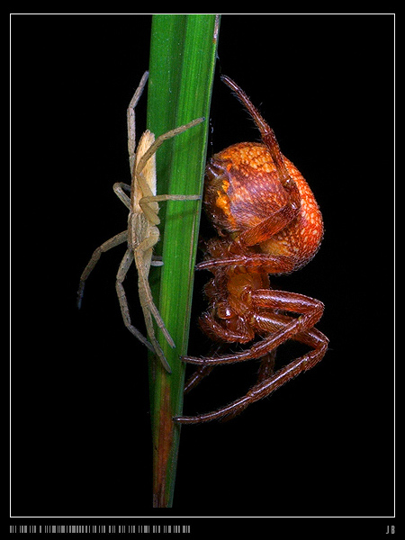 Tibelus Oblongus (z lewej) i Araneus alsine (Krzyżak pomarańczowy)