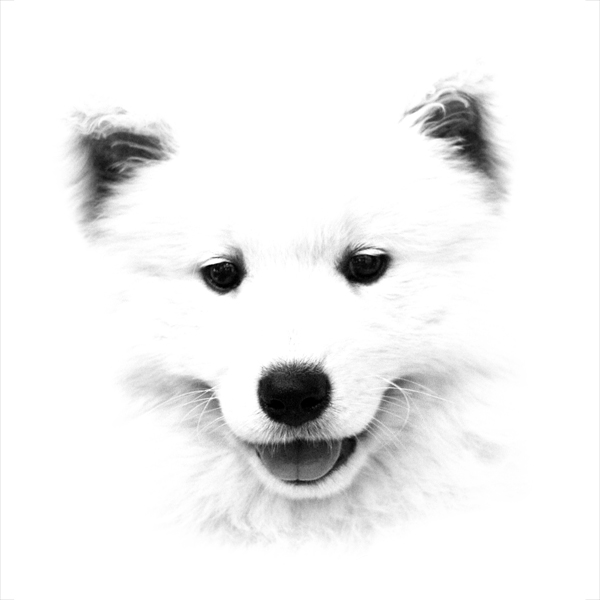 Samoyed