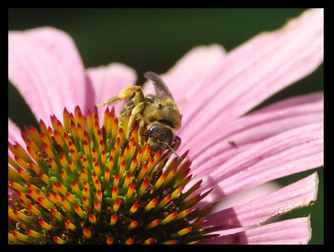 Rudbekia