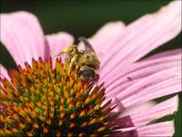 Rudbekia