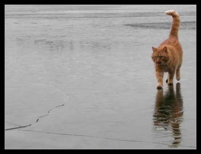 cat-on-ice