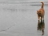 cat-on-ice