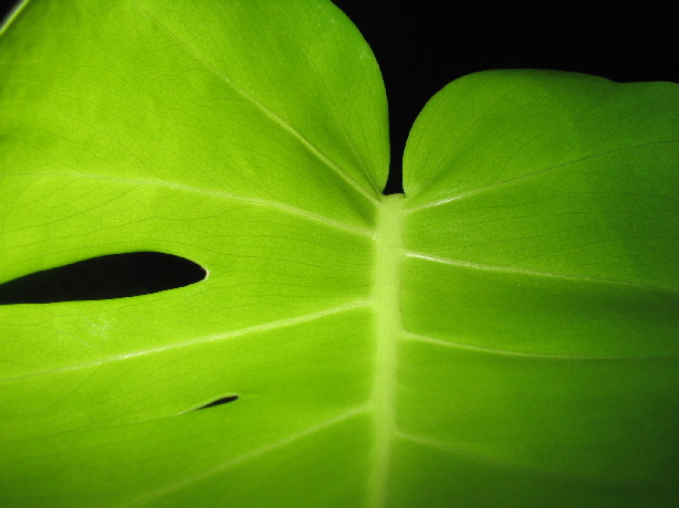 Monstera deliciosa