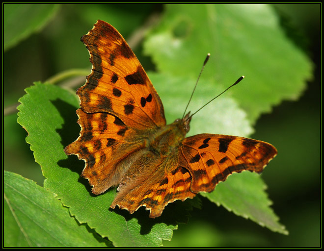 Rusałka ceik (Polygonia c-album)