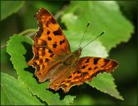 Rusałka ceik (Polygonia c-album)