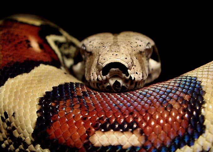 Boa constrictor ssp.