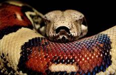 Boa constrictor ssp.