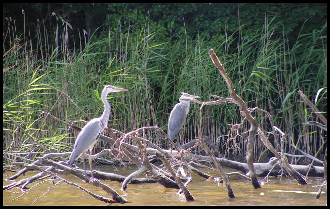 Ardea cinerea