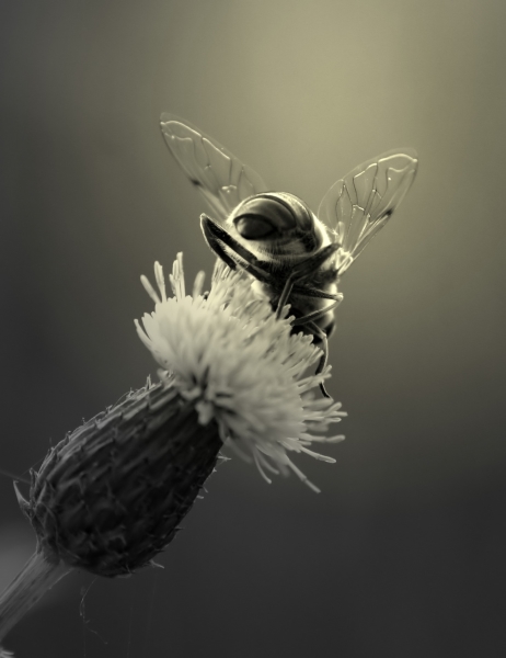 bzzzz