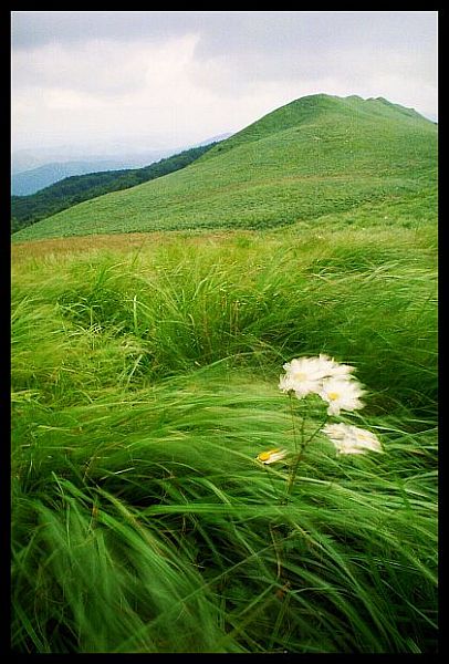 Z nasyk Polskich gór(Bieszczady)