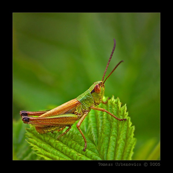 Skoczek zielony (Omocestus viridulus)