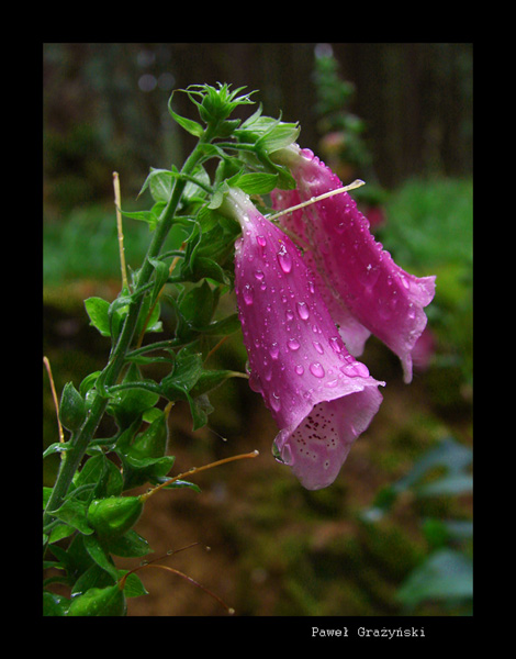 Digitalis purpurea