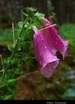 Digitalis purpurea