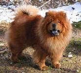 CHOW-CHOW