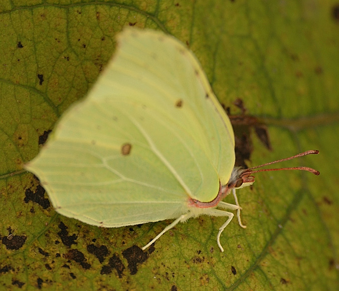 Gonepteryx rhamni