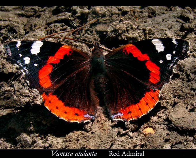 Vanessa Atalanta