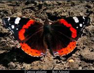 Vanessa Atalanta