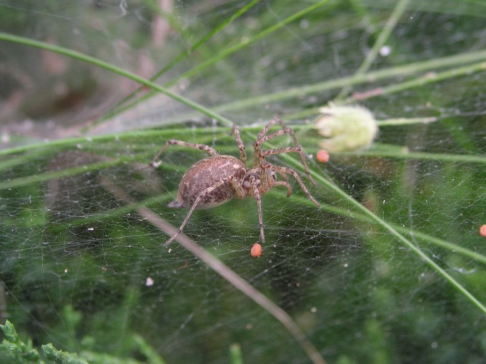 ..arachnofobia przezwycieżona...