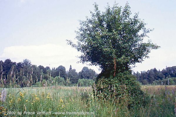 Puszcza Bialowieska I