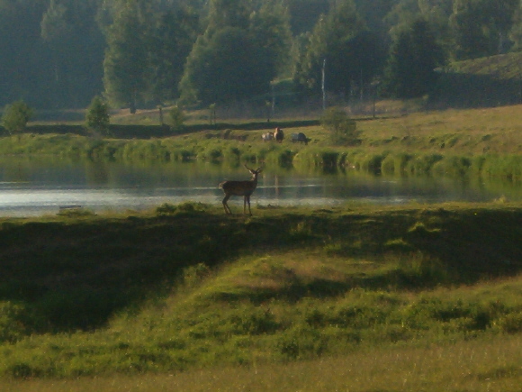 mazury