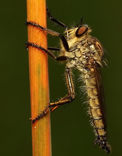 Wierzchołówka żółtowłosa (Laphia flava)