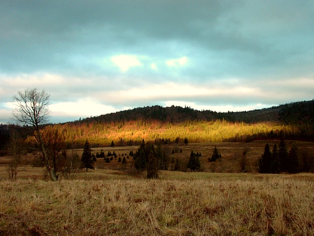 Pomarańczowa UKRAINA